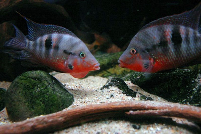 Firemouth cichlid shop care