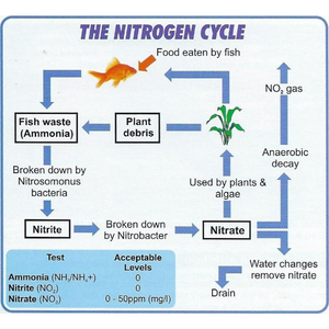 Waterlife: The Nitrogen Cycle Explained