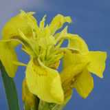 Iris Pseudacorus Yellow Flag