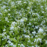 Myosotis Scorpioides Water Forget Me Not