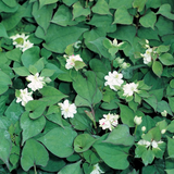 Houttuynia Cordata 'Plena' Orange Peel