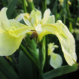 Iris Pseudacorus Bastardii