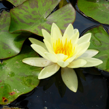 Nymphaea Marliacea Chromatella Water Lily