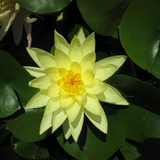 Nymphaea Marliacea Chromatella Water Lily