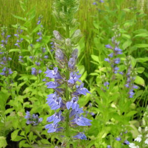 Lobelia Siphilitica Great Blue Lobelia