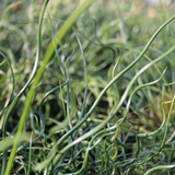 Juncus Effusus Spiralis Corkscrew Rush 1Ltr Pond Plant