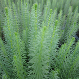 Hippuris Vulgaris Mares Tail