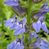 Lobelia Siphilitica Great Blue Lobelia