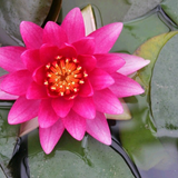 Nymphaea Charles de Meurville Water Lily | Real Reptiles