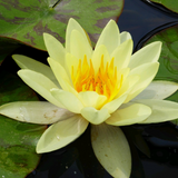 Nymphaea Marliacea Chromatella Water Lily