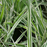 Phalaris Arundinacea Variegata Picta Gardeners Garters