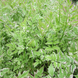 Oenanthe Javanica Flamingo Variegated Water Dropwort