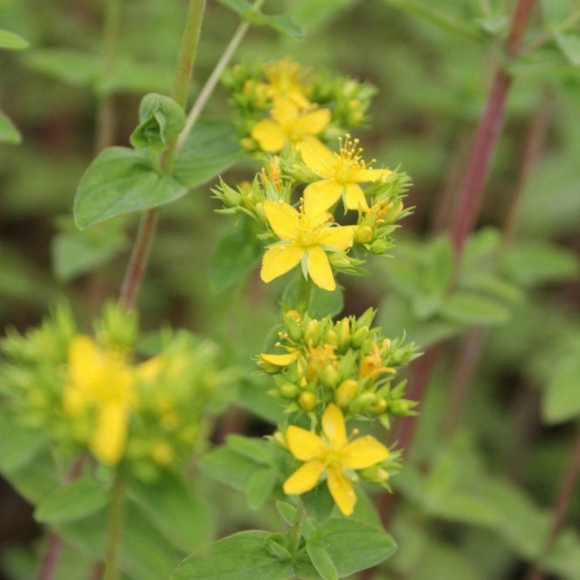 Hypericum Tetrapterum Square Stalked St Johns Wart