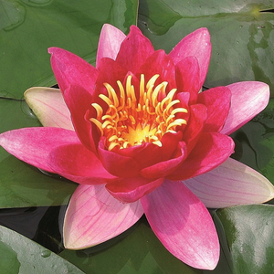 Nymphaea Vesuve | Water Lily