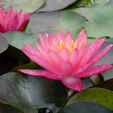 Nymphaea Wanvisa Water Lily