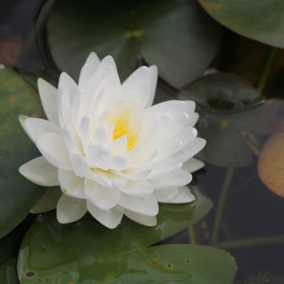 Nymphaea Gonnere Water Lily 