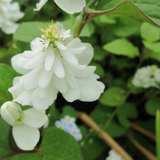 Houttuynia Cordata 'Plena' Orange Peel