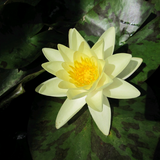 Nymphaea Marliacea Chromatella Water Lily