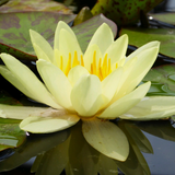 Nymphaea Marliacea Chromatella Water Lily