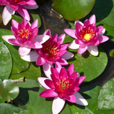 Nymphaea Xiafei Water Lily 