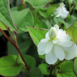 Houttuynia Cordata 'Plena' Orange Peel