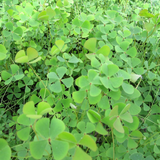 Marsilea Quadrifolia Water Shamrock 1 Ltr