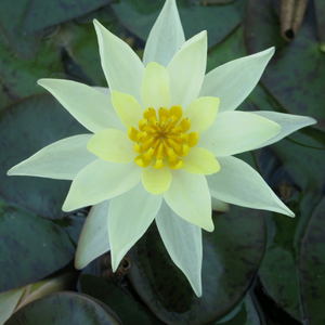 Nymphaea Pygmaea Helvola Water Lily