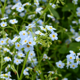 Myosotis Scorpioides Water Forget Me Not