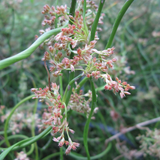 Juncus Effusus Spiralis Corkscrew Rush 1Ltr Pond Plant