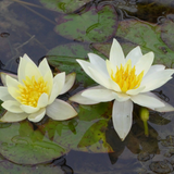 Nymphaea Pygmaea Helvola Water Lily