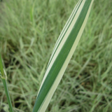 Phalaris Arundinacea Variegata Picta Gardeners Garters