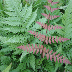 Dryopteris Erythrosora Japanese Wood Fern