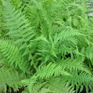 Athyrium Filix Femina Lady Fern