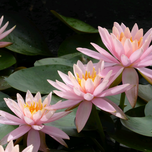 Nymphaea Colorado Water Lily