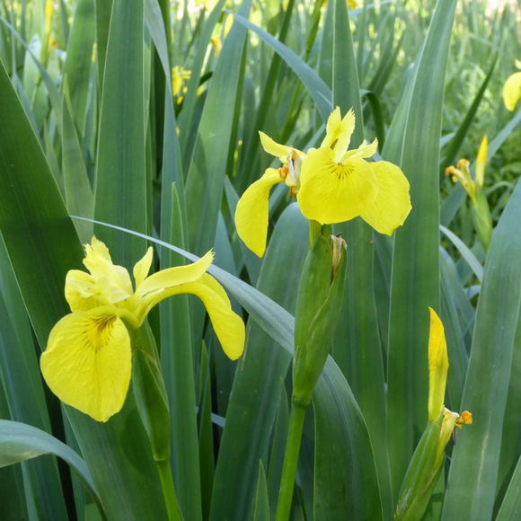 Iris Pseudacorus Yellow Flag