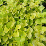 Lysimachia Nummularia Creeping Jenny