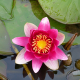 Nymphaea James Brydon | Water Lily