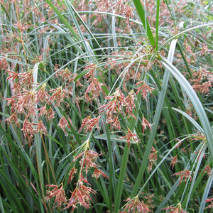 Cyperus Longus Sweet Gallingale