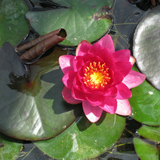 Nymphaea James Brydon | Water Lily