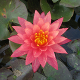 Nymphaea Wanvisa Water Lily