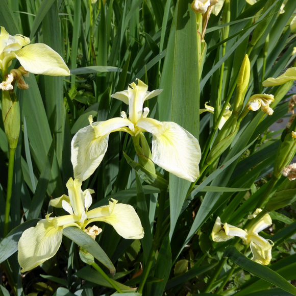 Iris Pseudacorus Bastardii