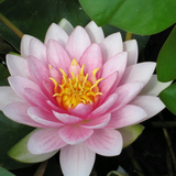 Nymphaea Darwin Hollandia Water Lily