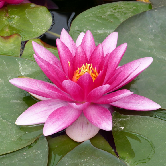 Nymphaea Charles de Meurville Water Lily | Real Reptiles