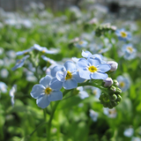 Myosotis Scorpioides Water Forget Me Not