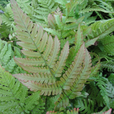 Dryopteris Erythrosora Japanese Wood Fern