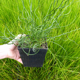 Juncus Effusus Spiralis Corkscrew Rush 1Ltr Pond Plant