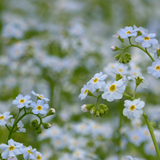 Myosotis Scorpioides Water Forget Me Not