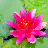 Nymphaea James Brydon | Water Lily