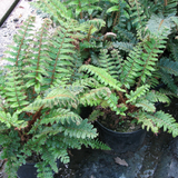 Polystichum Polyblepharum Japanese Tassel Fern