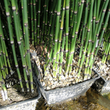 Equisetum Hyemale Rough Horsetail